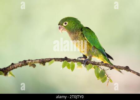 Der Olive-throated-Sittich (Eupsittula nana), auch bekannt als die Olive-throated-Konure in der Vogelkultur, ist eine Vogelart in der Unterfamilie Arinae Stockfoto