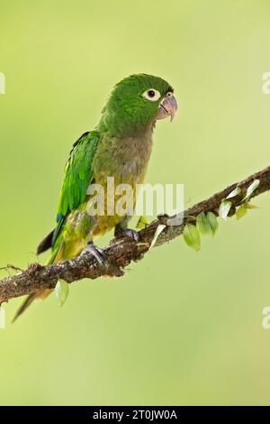 Der Olive-throated-Sittich (Eupsittula nana), auch bekannt als die Olive-throated-Konure in der Vogelkultur, ist eine Vogelart in der Unterfamilie Arinae Stockfoto
