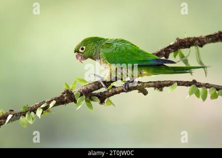 Der Olive-throated-Sittich (Eupsittula nana), auch bekannt als die Olive-throated-Konure in der Vogelkultur, ist eine Vogelart in der Unterfamilie Arinae Stockfoto