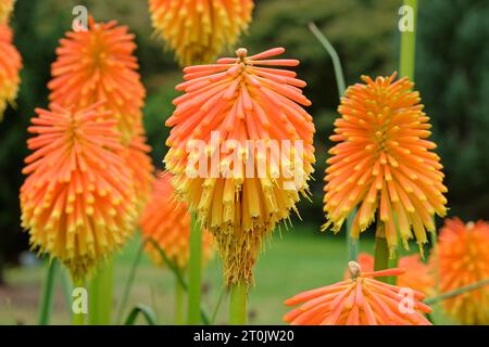 Orange und Gelb Kniphofia rooperi, Roopers roter Hot Poker, in Blume. Stockfoto