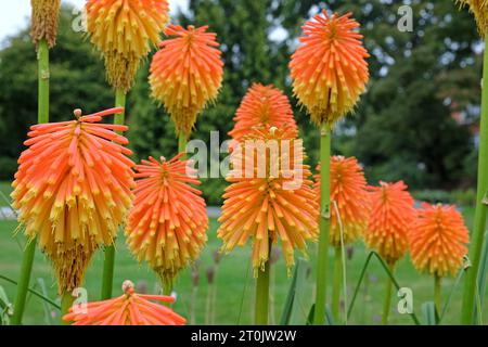 Orange und Gelb Kniphofia rooperi, Roopers roter Hot Poker, in Blume. Stockfoto