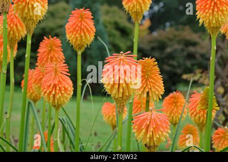 Orange und Gelb Kniphofia rooperi, Roopers roter Hot Poker, in Blume. Stockfoto