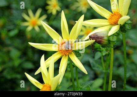 Hummel auf einem gelben Stern Dahlia 'Honka' in der Blüte Stockfoto