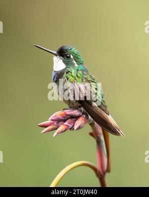Der Weißkehlkopf (Lampornis castaneoventris) ist eine Kolibris-Art Stockfoto