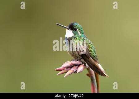 Der Weißkehlkopf (Lampornis castaneoventris) ist eine Kolibris-Art Stockfoto