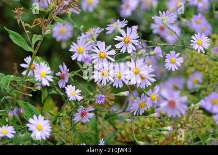 Symphyotrichum turbinellum, auch bekannt als violetter Präriaaster, in Blüte. Stockfoto