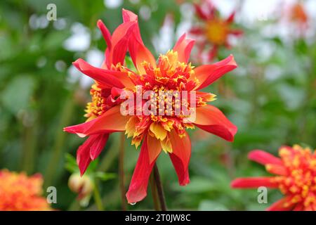 Rote und gelbe Sternanemone Dahlia Octopus Sparkle in Blume Stockfoto