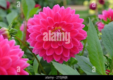 Leuchtend rosa dekorative Dahlia „Ryecroft Caroline's Beauty“ in Blume. Stockfoto