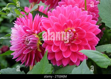 Leuchtend rosa dekorative Dahlia „Ryecroft Caroline's Beauty“ in Blume. Stockfoto