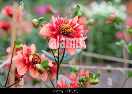 Orange und rote Collarette Dahlia ÔSarah RavenÕ in Blume. Stockfoto
