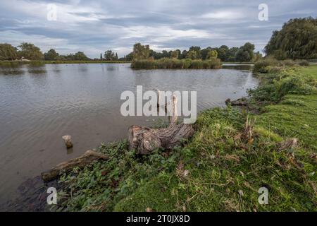 Der gefallene Teich wurde verlassen, um viele Lebensräume für Wildtiere zu schaffen Stockfoto