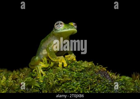 Glaspulverfrosch oder Chiriqui Glasfrosch (Teratohyla pulverata) ist eine Froschart aus der Familie der Glasfrosche (Centrolenidae). Stockfoto