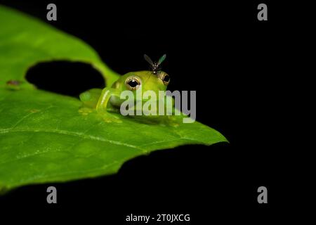 Teratohyla spinosa (gebräuchlicher Name: Cochran-Stachelfrosch) ist eine Froschart aus der Familie der Centrolenidae. Stockfoto