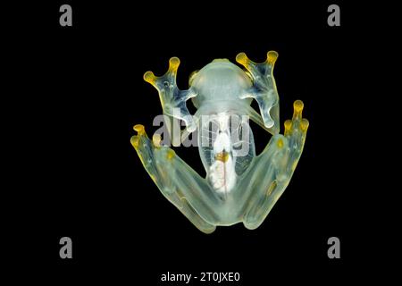 Hyalinobatrachium valerioi, auch bekannt als La Palma Glasfrosch, ist eine Froschart aus der Familie der Centrolenidae Stockfoto