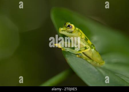 Hyalinobatrachium valerioi, auch bekannt als La Palma Glasfrosch, ist eine Froschart aus der Familie der Centrolenidae Stockfoto