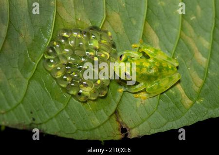 Hyalinobatrachium valerioi, auch bekannt als La Palma Glasfrosch, ist eine Froschart aus der Familie der Centrolenidae Stockfoto