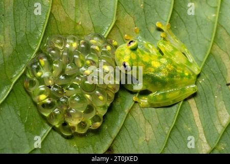 Hyalinobatrachium valerioi, auch bekannt als La Palma Glasfrosch, ist eine Froschart aus der Familie der Centrolenidae Stockfoto