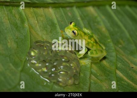Hyalinobatrachium valerioi, auch bekannt als La Palma Glasfrosch, ist eine Froschart aus der Familie der Centrolenidae Stockfoto
