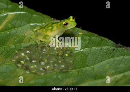 Hyalinobatrachium valerioi, auch bekannt als La Palma Glasfrosch, ist eine Froschart aus der Familie der Centrolenidae Stockfoto