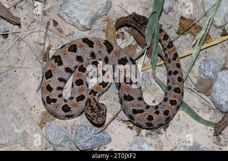 Western Pygmy Klapperschlange, Sistrurus miliarius Stockfoto