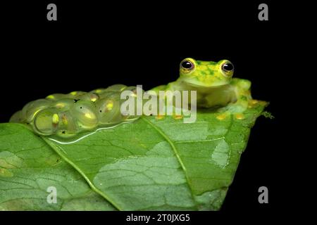 Hyalinobatrachium valerioi, auch bekannt als La Palma Glasfrosch, ist eine Froschart aus der Familie der Centrolenidae Stockfoto