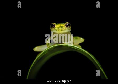 Hyalinobatrachium valerioi, auch bekannt als La Palma Glasfrosch, ist eine Froschart aus der Familie der Centrolenidae Stockfoto