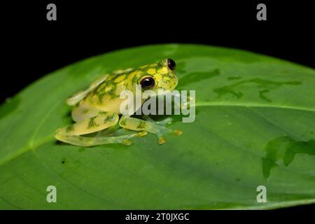 Hyalinobatrachium valerioi, auch bekannt als La Palma Glasfrosch, ist eine Froschart aus der Familie der Centrolenidae Stockfoto