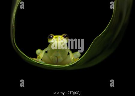 Hyalinobatrachium valerioi, auch bekannt als La Palma Glasfrosch, ist eine Froschart aus der Familie der Centrolenidae Stockfoto