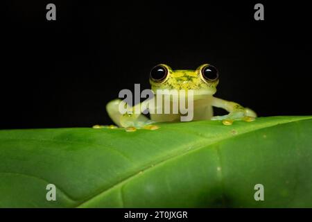 Hyalinobatrachium valerioi, auch bekannt als La Palma Glasfrosch, ist eine Froschart aus der Familie der Centrolenidae Stockfoto