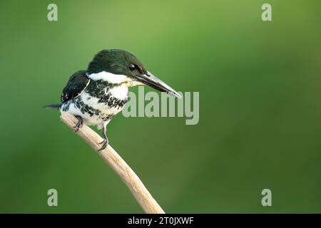 Grüner eisvogel (Chloroceryle americana) ist eine Art des wasservogels aus der Unterfamilie Cerylinae der Familie Alcedinidae. Stockfoto