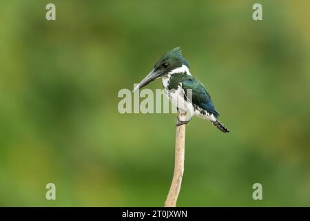 Grüner eisvogel (Chloroceryle americana) ist eine Art des wasservogels aus der Unterfamilie Cerylinae der Familie Alcedinidae. Stockfoto