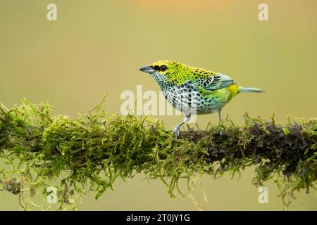 Es ist ein ansässiger Züchter in Costa Rica, Panama, Trinidad, Venezuela, Kolumbien, Guyana, Suriname Stockfoto