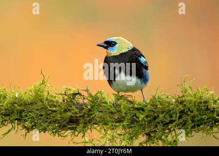 Die Stilpnia larvata ist ein mittelgroßer Passerinvogel Stockfoto