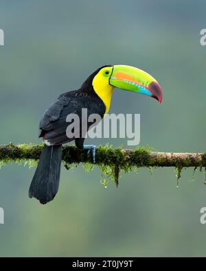 Der Kielschnabeltukan (Ramphastos sulfuratus), auch bekannt als Schwefelschnabeltukan, Kieltukan oder Regenbogenschnabeltukan Stockfoto
