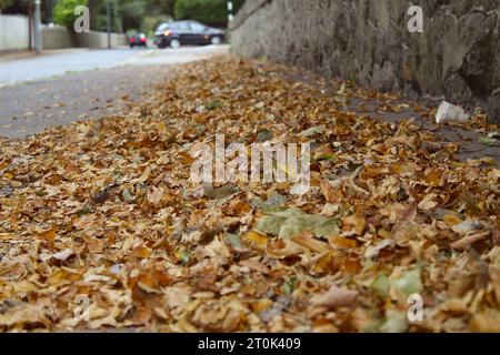 Ein Foto von orangefarbenen und grünen Herbstblättern, die von Bäumen auf einem Pfad gefallen sind. Stockfoto