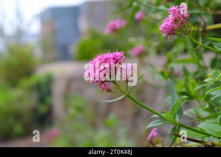 Ein Foto von einer Centranthus Ruber Red Valerian Pflanze, Blume. Stockfoto