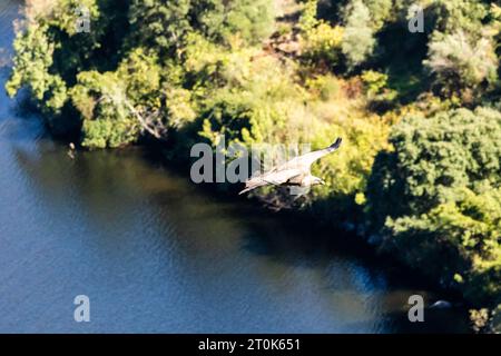 Eurasischer Gänsegeier (Gyps fulvus) im Flug in Vila Velha de Ródão, Portugal. Stockfoto