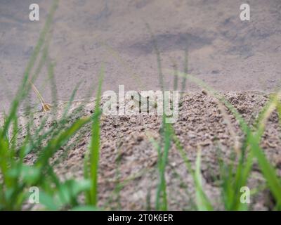 Ein kleiner grüner Wasserfrosch sitzt am Ufer eines Teiches hinter Pflanzen und wartet Stockfoto