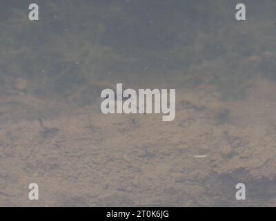 Blick auf eine gemeinsame Schwimmerin Notonecta glauca, die auf der Wasseroberfläche in einem Teich schwimmt Stockfoto