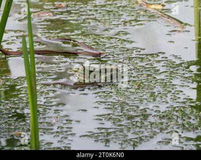 Ein grüner Wasserfrosch sitzt auf dichten Wasserpflanzen in einem Teich Stockfoto
