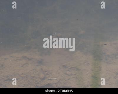 Blick auf eine gemeinsame Schwimmerin Notonecta glauca, die auf der Wasseroberfläche in einem Teich schwimmt Stockfoto