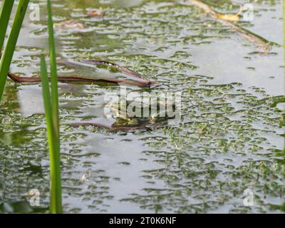 Ein grüner Wasserfrosch sitzt auf dichten Wasserpflanzen in einem Teich Stockfoto
