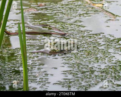 Ein grüner Wasserfrosch sitzt auf dichten Wasserpflanzen in einem Teich Stockfoto