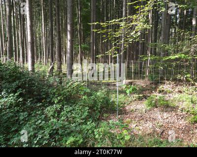 Ein umzäuntes Heiligtum im Wald mit jungen Pflanzen und Schutzzaun für Aufforstung. Stockfoto