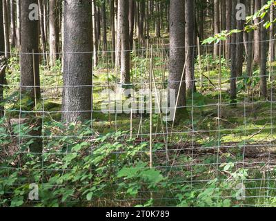 Ein umzäuntes Heiligtum im Wald mit jungen Pflanzen und Schutzzaun für Aufforstung. Stockfoto