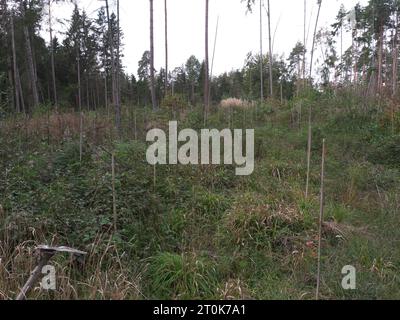 Ein umzäuntes Heiligtum im Wald mit jungen Pflanzen und Schutzzaun für Aufforstung. Stockfoto