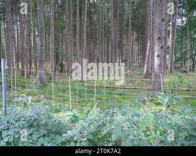 Ein umzäuntes Heiligtum im Wald mit jungen Pflanzen und Schutzzaun für Aufforstung. Stockfoto