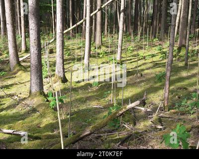 Ein umzäuntes Heiligtum im Wald mit jungen Pflanzen und Schutzzaun für Aufforstung. Stockfoto