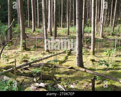 Ein umzäuntes Heiligtum im Wald mit jungen Pflanzen und Schutzzaun für Aufforstung. Stockfoto