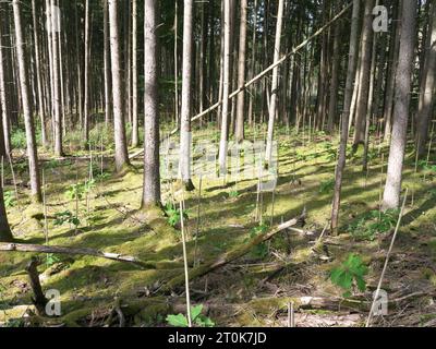 Ein umzäuntes Heiligtum im Wald mit jungen Pflanzen und Schutzzaun für Aufforstung. Stockfoto